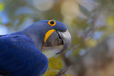 Hyacinth Macaw