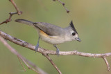 Black-crested Titmouse