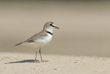 Collared Plover