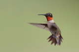 Ruby-throated Hummingbird