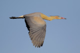 Whistling Heron