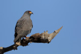 Snail Kite