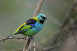Green-headed Tanager