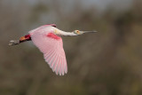 Roseate Spoonbill