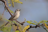 Lucys Warbler