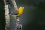 Prothonotary Warbler