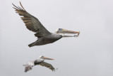 Brown Pelican