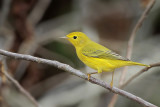 Yellow Warbler