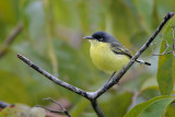 Common Tody Flycatcher