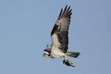 Osprey