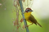 Rufous-capped Warbler