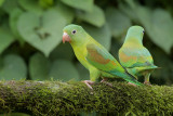 Orange-chinned Parakeet