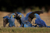 Hyacinth Macaw