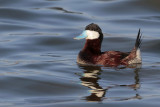 Ruddy Duck