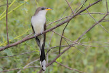 Yellow-billed Cuckoo