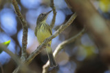 Stripe-necked Tody-Tyrant