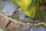 Streaked Xenops