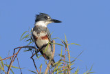 Belted Kingfisher