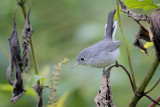 Blue-gray Gnatcatcher