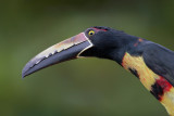 Collared Aracari