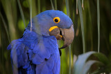 Hyacinth Macaw