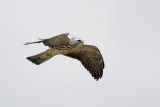 Mississippi Kite