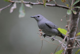 Gray Catbird