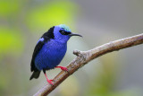 Red-legged Honeycreeper
