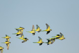 Monk Parakeet