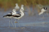 American Avocet