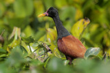 Wattled Jacana