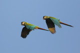 Golden-collared Macaw