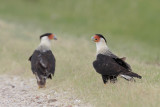 Crested Caracara
