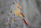 Northern Cardinal