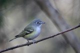 Blue-headed Vireo