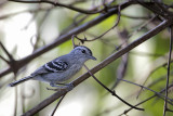 Large-billed Antwren