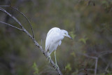 Little Blue Heron