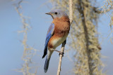 Eastern Bluebird