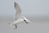 Forster's Tern