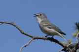 Plumbeous Vireo