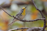 Graces Warbler