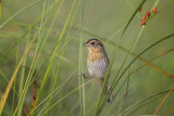 Nelson's Sparrow