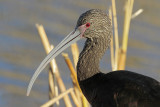 White-faced Ibis