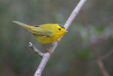 Wilson's Warbler