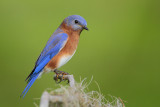 Eastern Bluebird