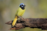 Green Jay