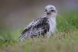 Red-tailed Hawk