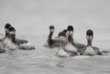 Eared Grebe