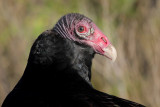 Turkey Vulture