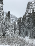 Sequoia-iPhone-1276.jpg